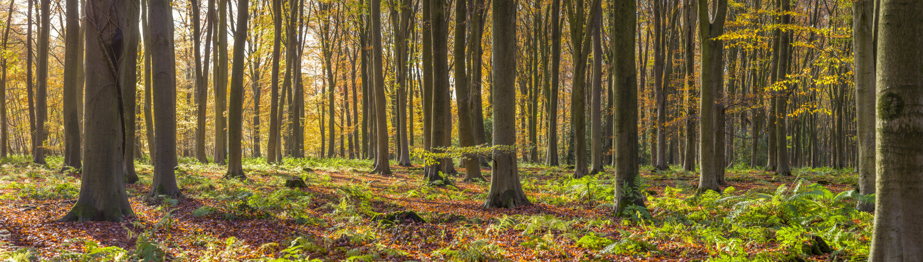 Gilded Woods Wallpaper Wall Mural