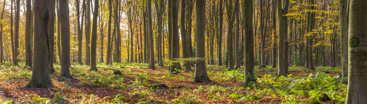 Gilded Woods Wallpaper Wall Mural