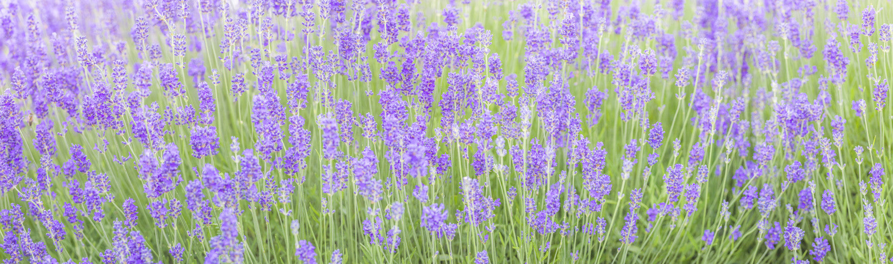 Lavender Field Dream Wall Mural