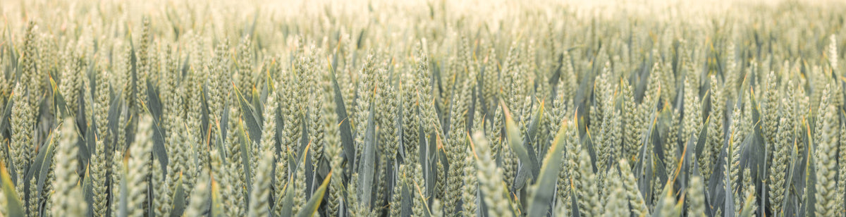Whispering Wheat Fields Wall Mural