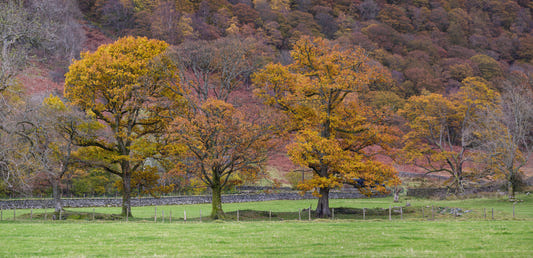 Fall Foliage Retreat Wall Mural