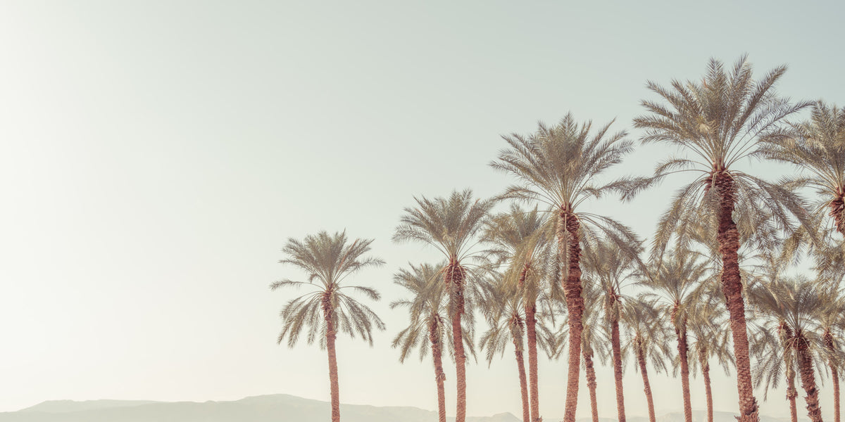 Palm Oasis Hues Wall Mural in your room — zoomed