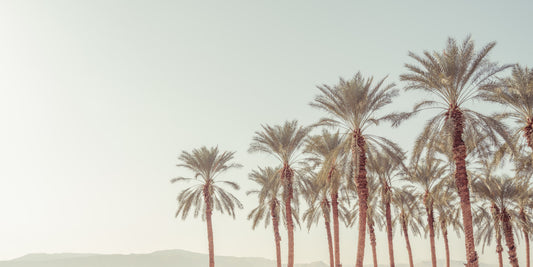 Palm Oasis Hues Wall Mural