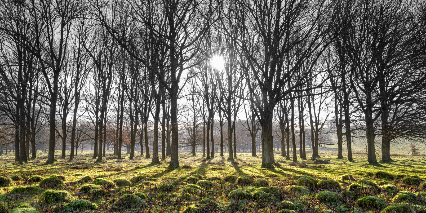 Forest Illumination Wall Mural