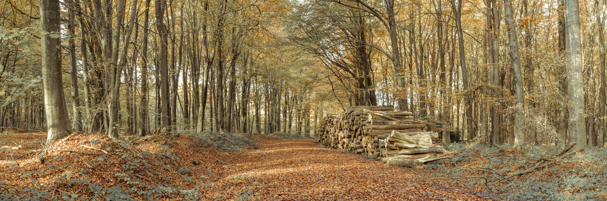 Autumn Forest Scene Wall Mural