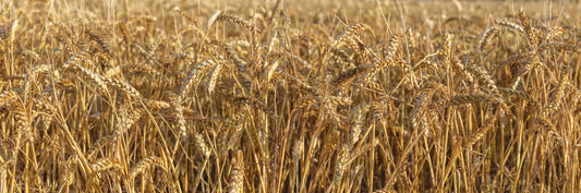 Golden Wheat Field Bliss Wall Mural