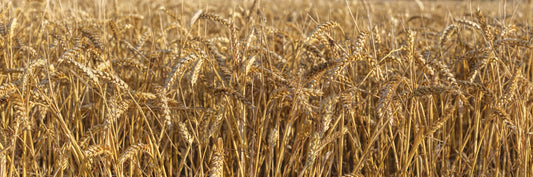 Golden Wheat Field Bliss Wall Mural