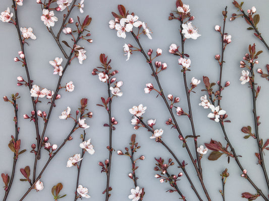Ornamental Cherry Plant Wall Mural
