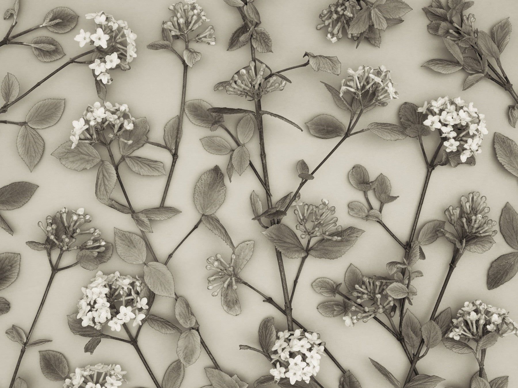 Delicate Blossoms of Spring Wall Mural