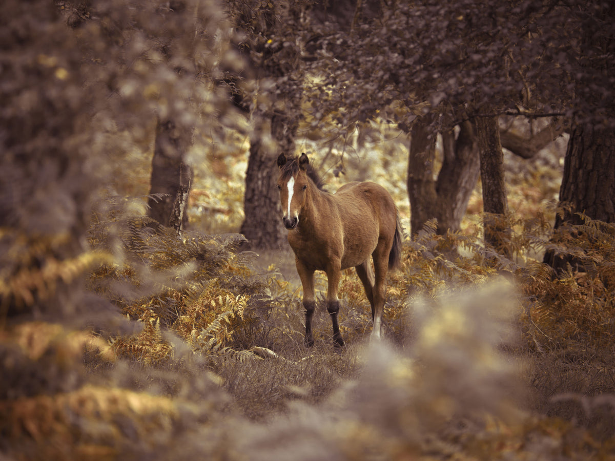 Wild Horse Wall Mural in your room — zoomed