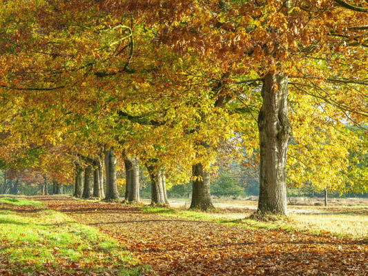 Autumn's Avenues Wall Mural