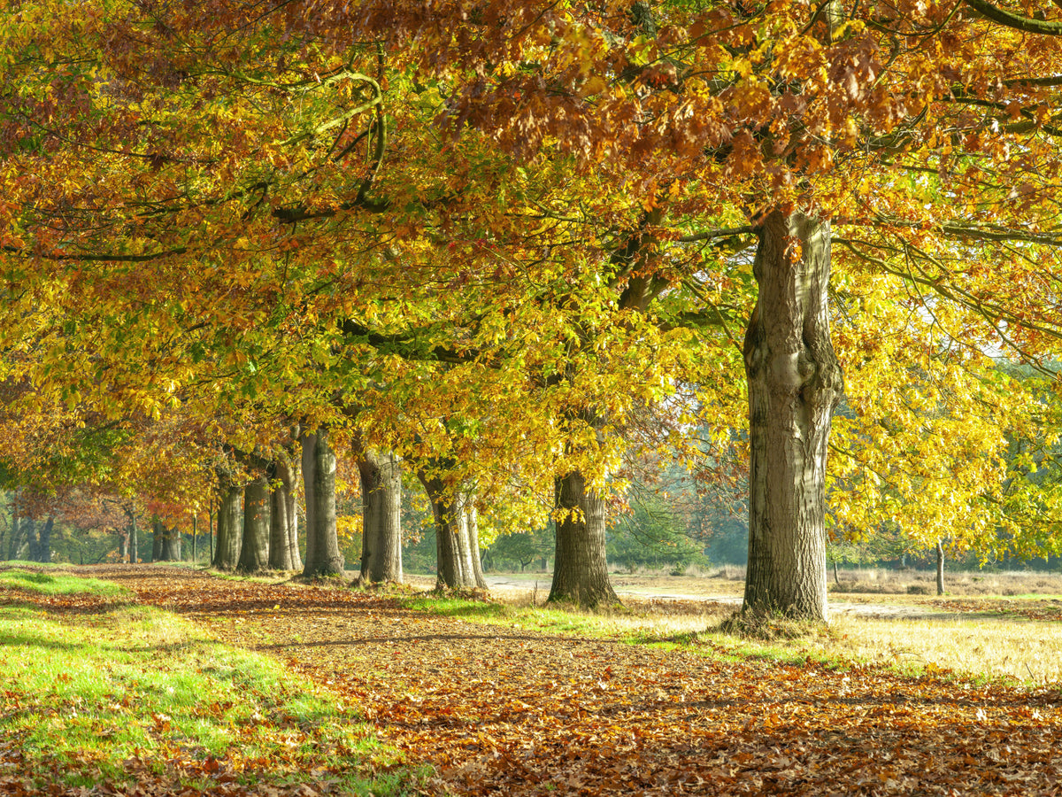 Autumn's Avenues Wall Mural in your room — zoomed