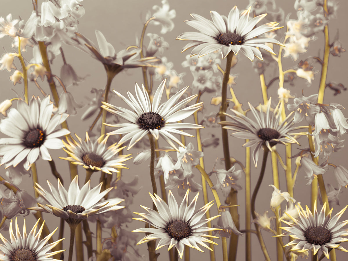 Daisy Dream Wall Mural