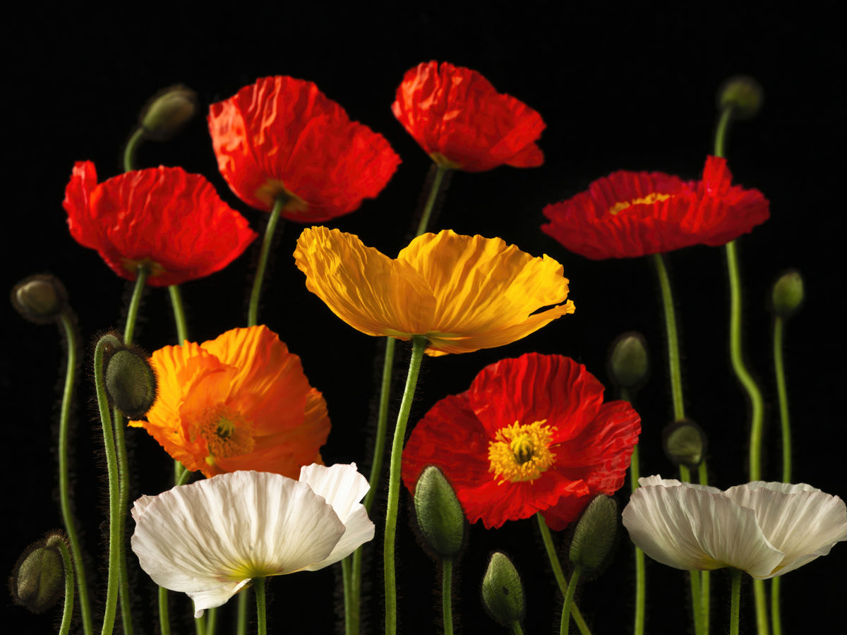 Multicoloured Poppies Wall Mural in your room — zoomed