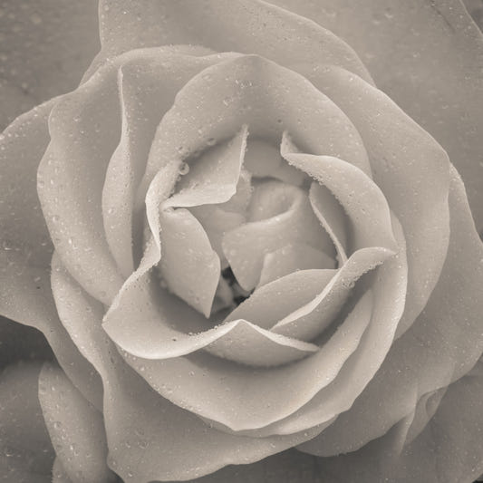Sepia Rose Wall Mural