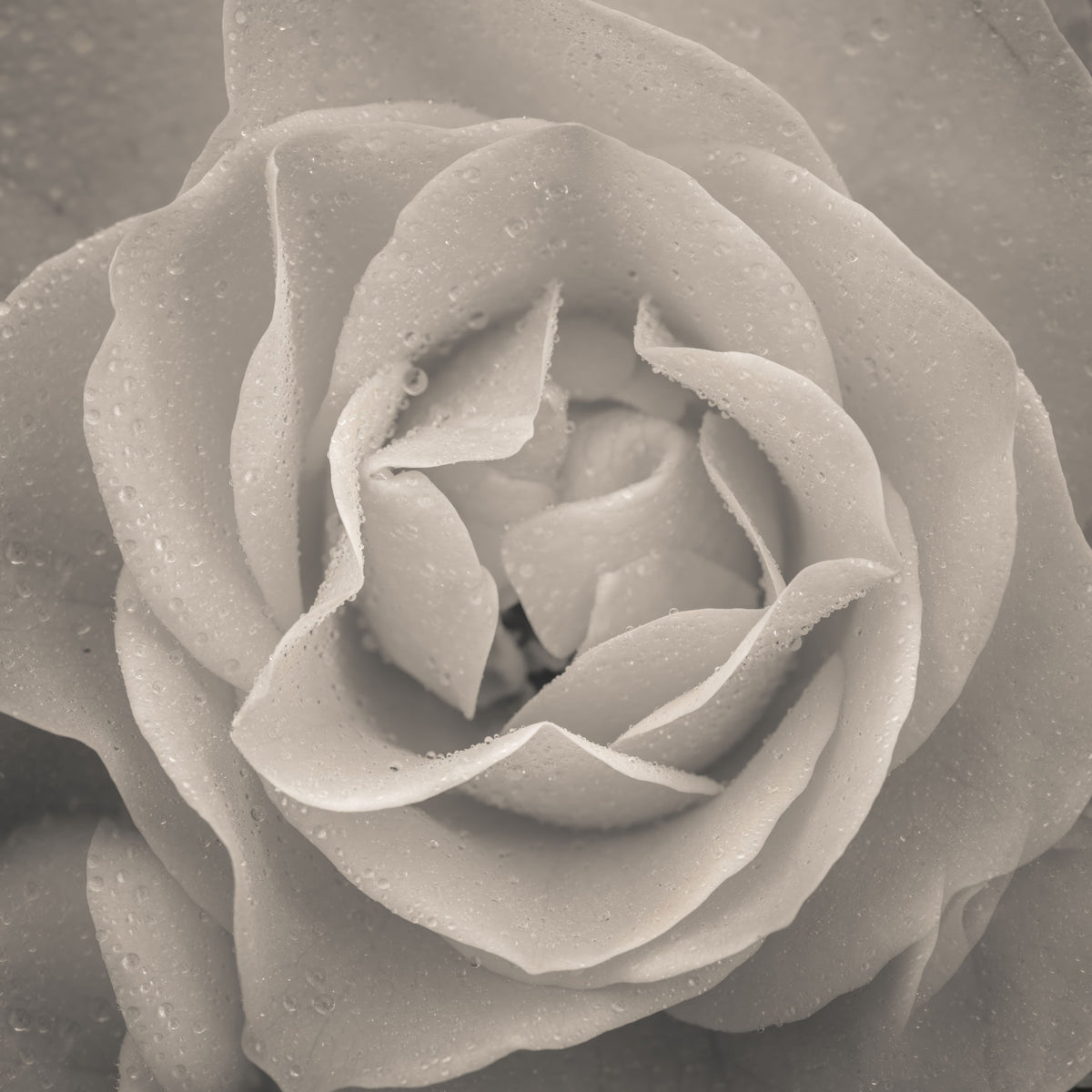 Sepia Rose Wall Mural in your room — zoomed