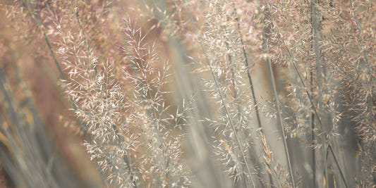Fountain Grass Wall Mural