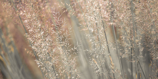 Fountain Grass Wall Mural