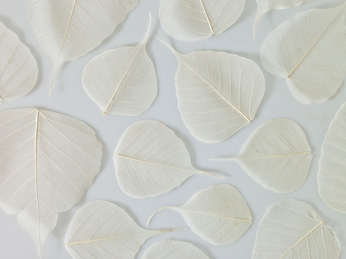 Fragile Elegance Wall Mural