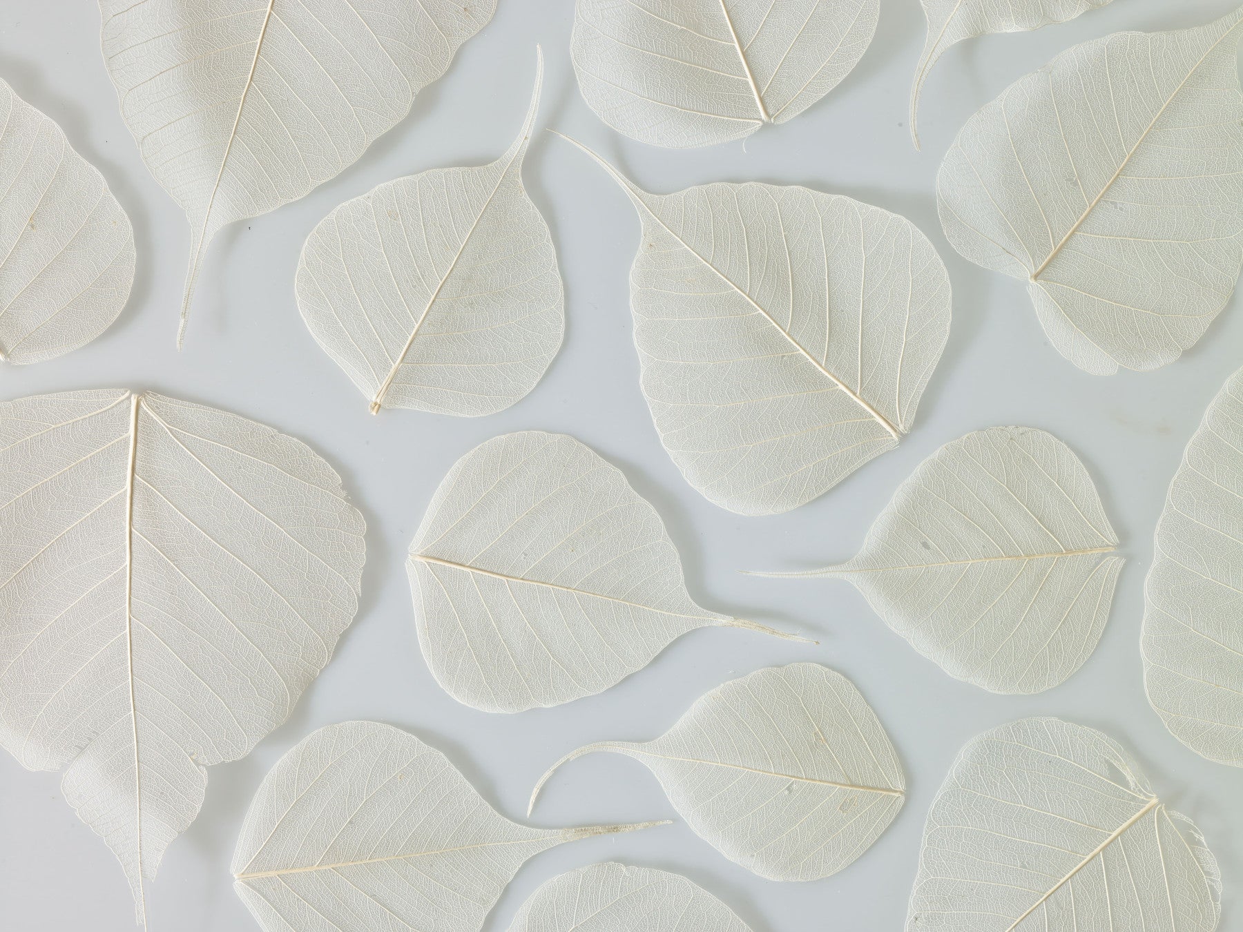 Fragile Elegance Wall Mural
