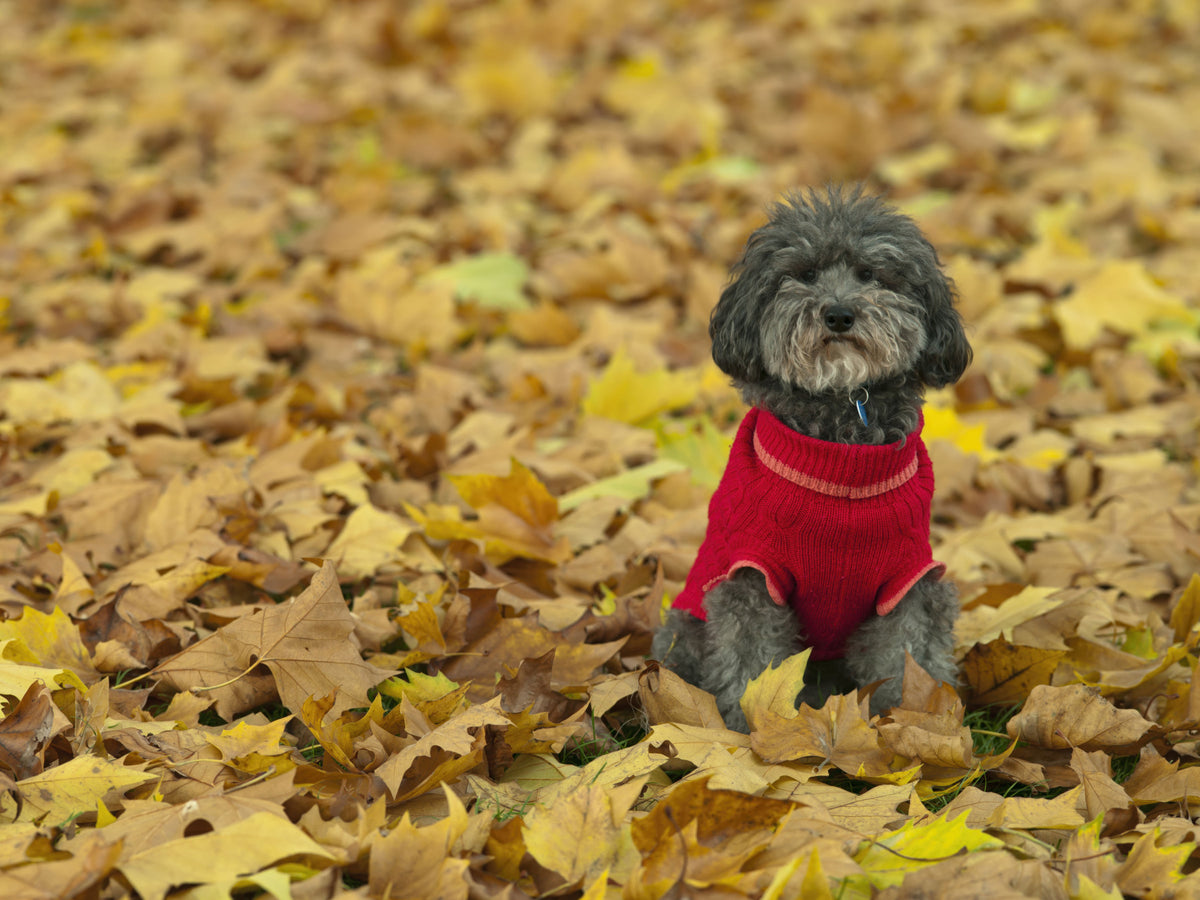 Autumn Pup Wall Mural
