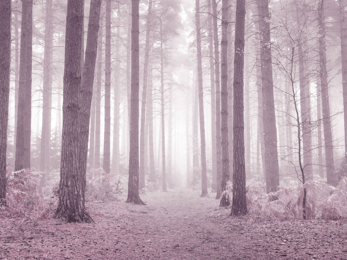 Dusty Rose Forest Wall Mural