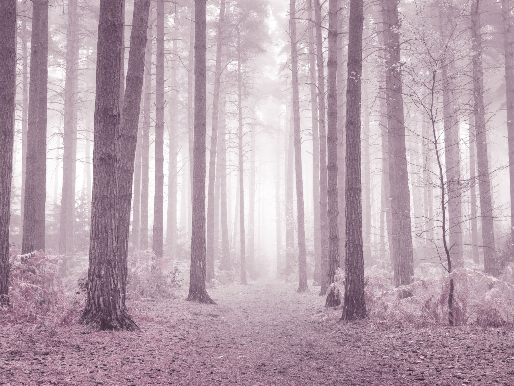 Dusty Rose Forest Wall Mural