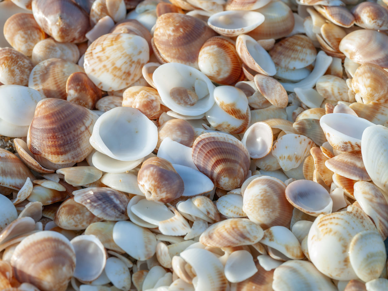 Coastal Shellscape Wall Mural