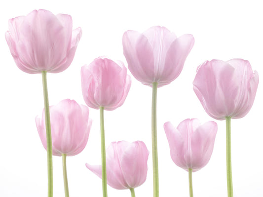 Tulip Bulbs Wall Mural