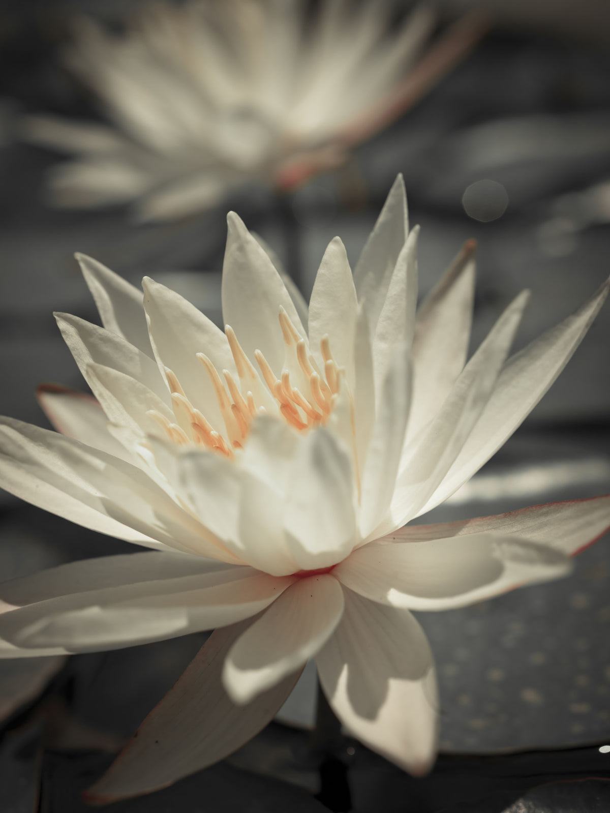 Water Lily Wall Mural