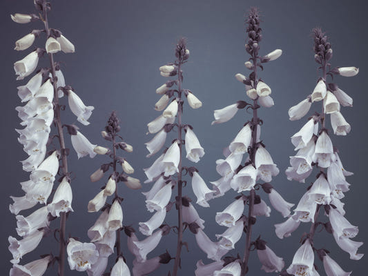 Foxglove Fantasy Wall Mural