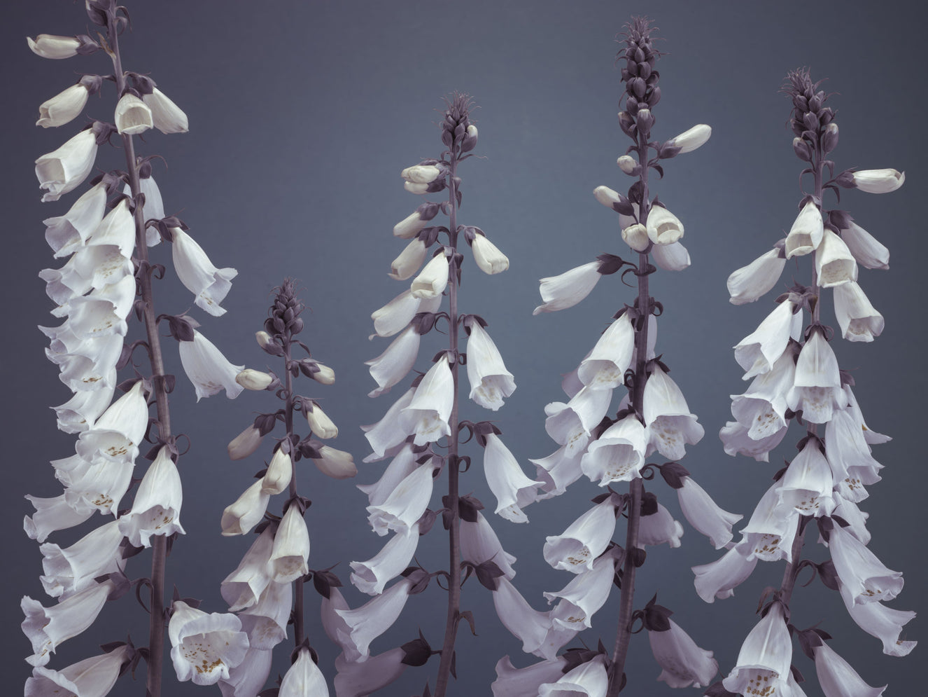 Foxglove Fantasy Wall Mural