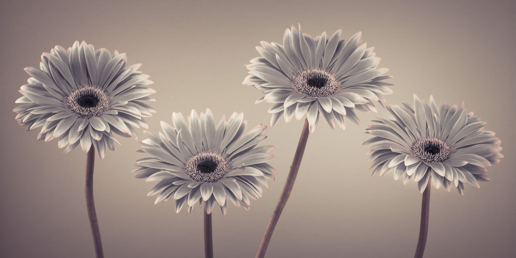 Gerbera Calm Wall Mural