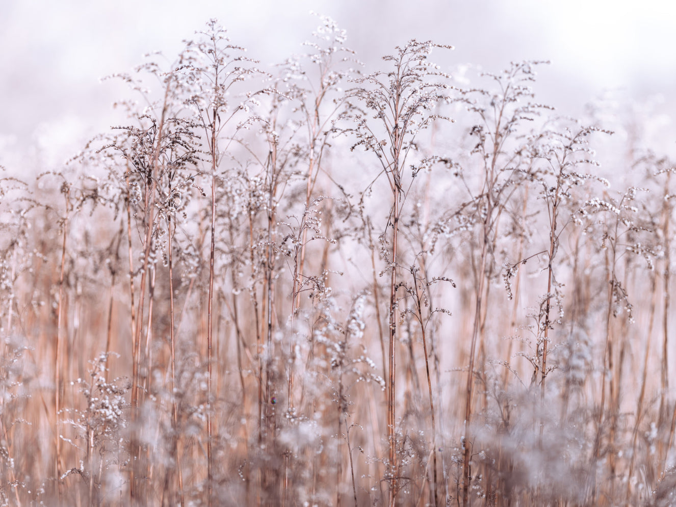 Whispering Winter Reeds Wall Mural