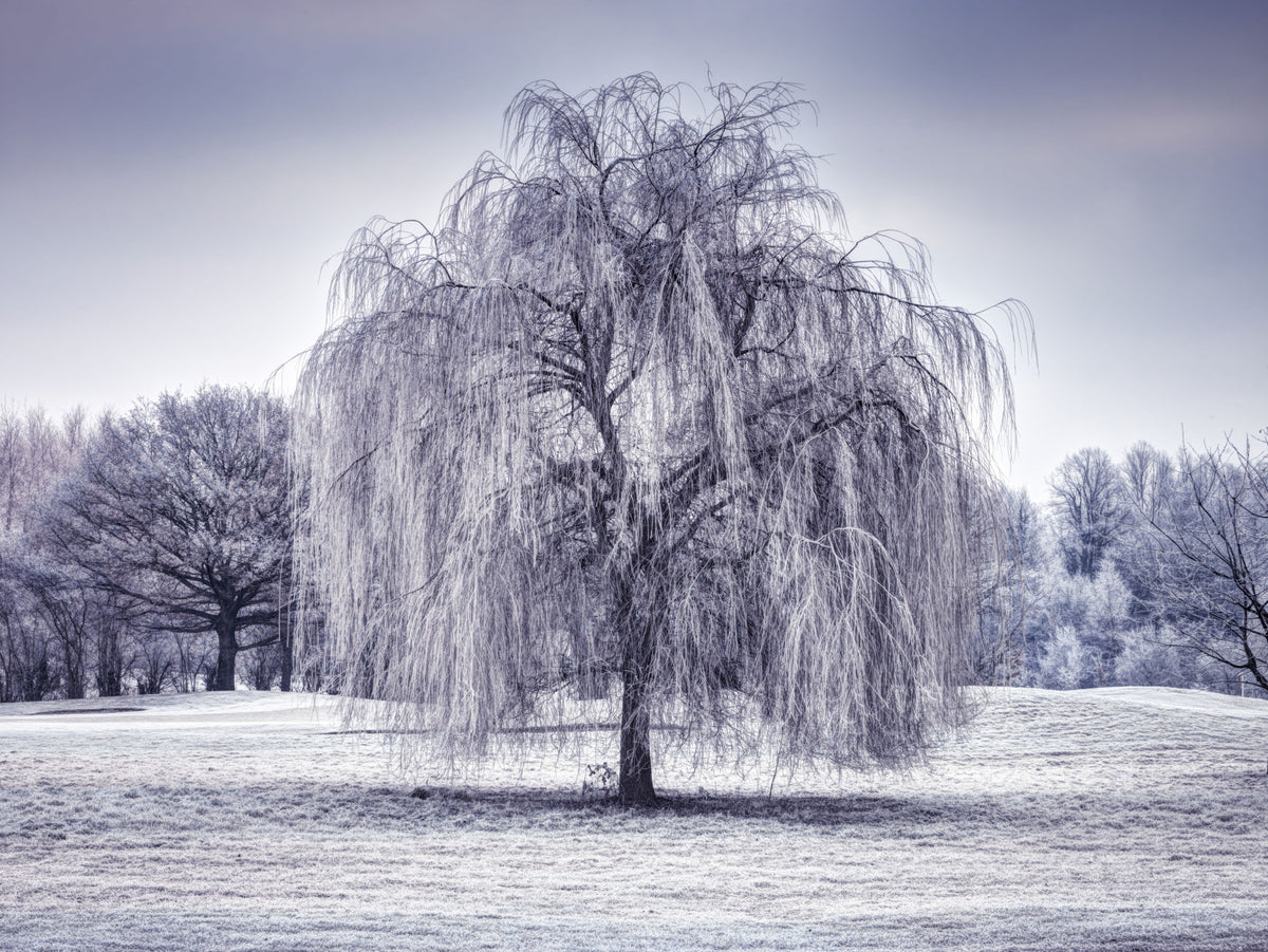 Winter Weeping Tree Wall Mural