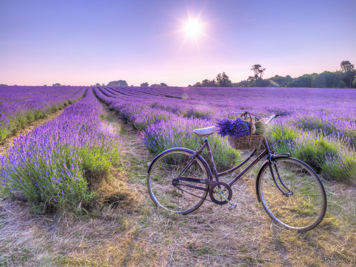 Lavender Ride Wall Mural