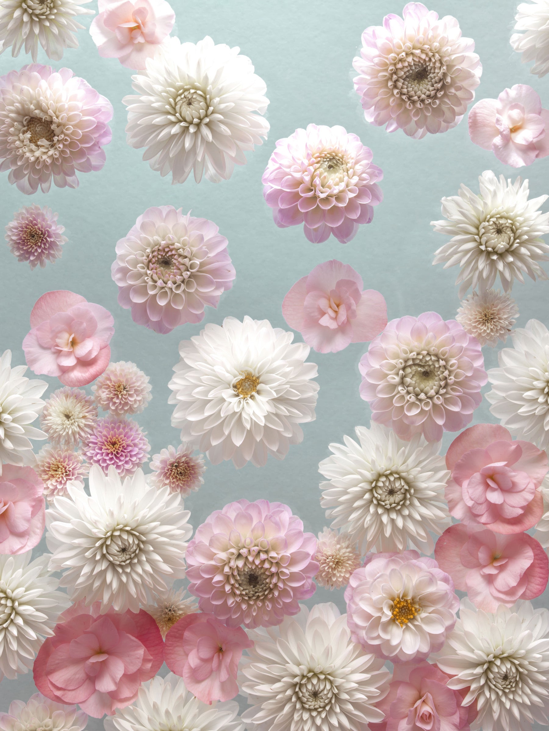 Dahlia Dance Wall Mural