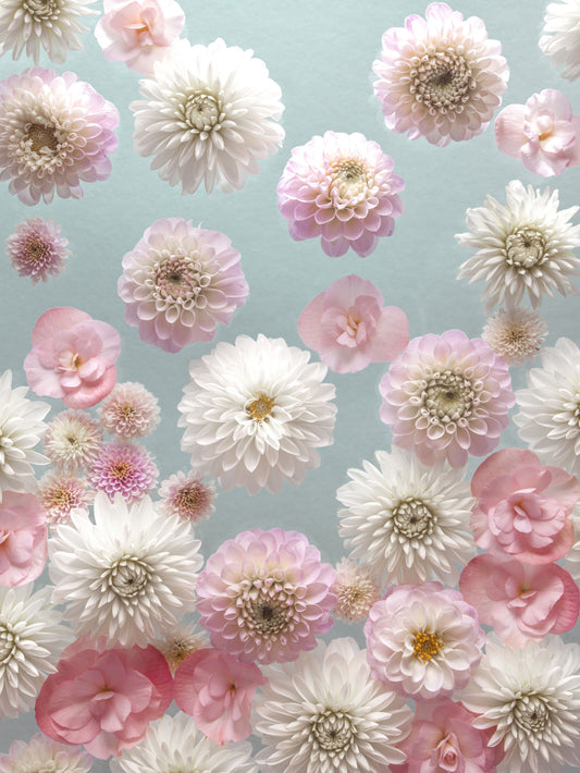 Dahlia Dance Wall Mural