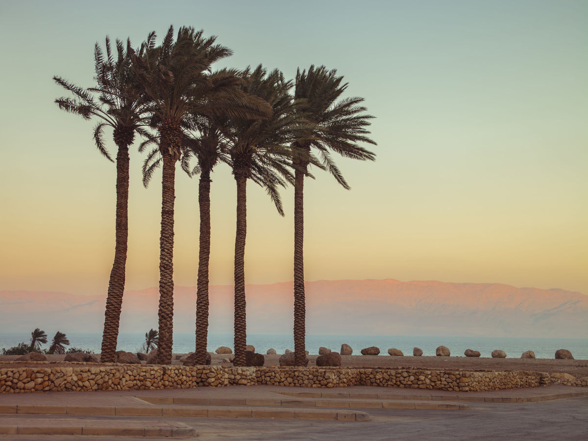 Palm Trees on Beach Wall Mural in your room — zoomed