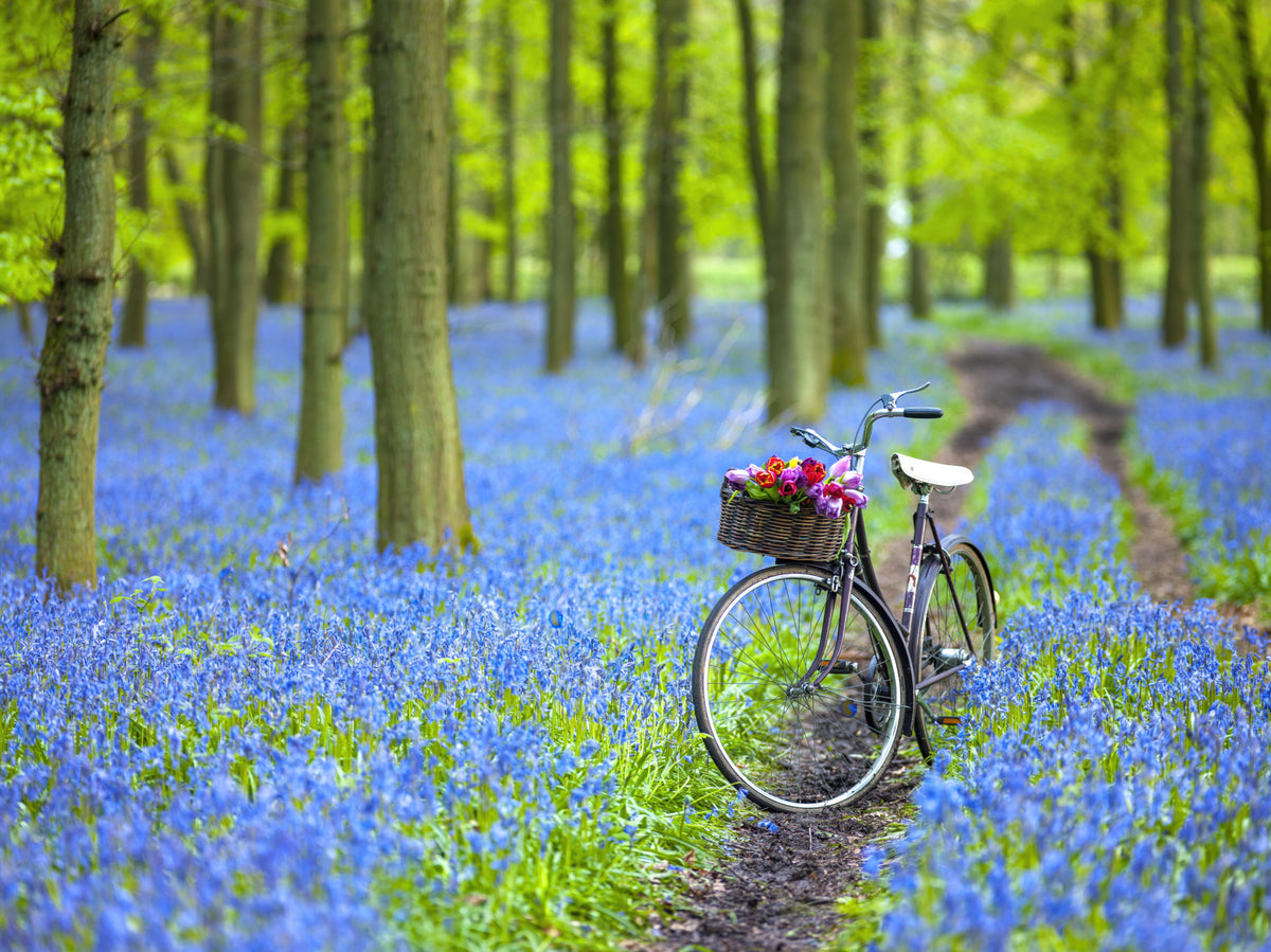 Bluebell Bike Ride Wall Mural