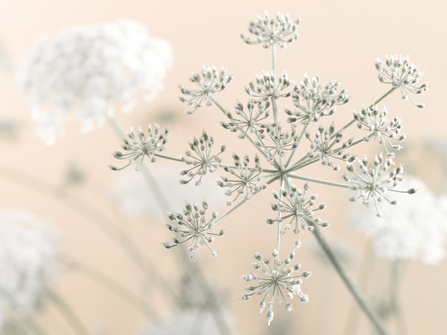 Cow Parsley Wall Mural