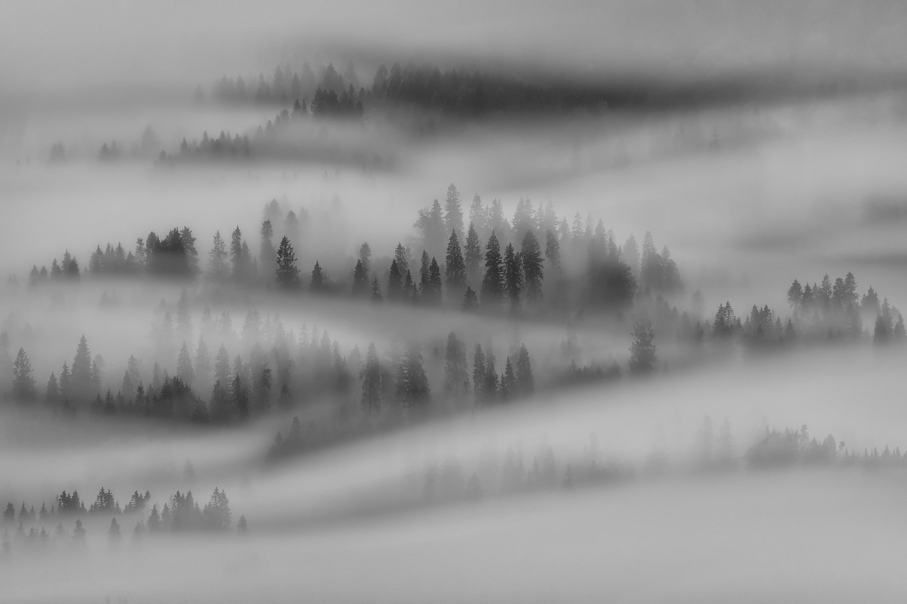 Misty Forest Woodland Wall Mural - 2275417 in your room — zoomed