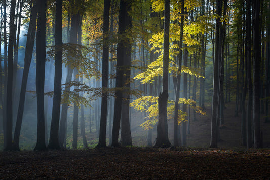 Glimmering Forest Woodland Wall Mural - 2263351
