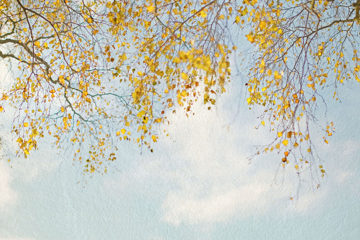 Autumn Hues Woodland Wall Mural - 2560849