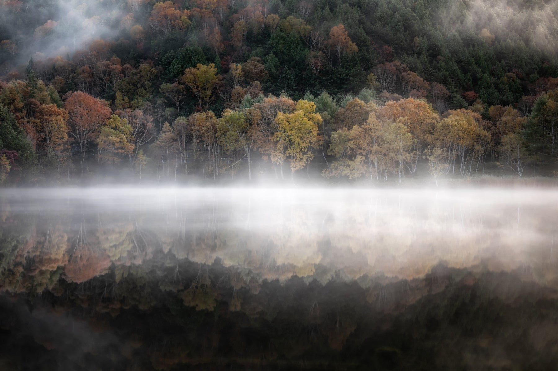 Ethereal Waters Edge Woodland Wall Mural - 2264459 in your room — zoomed