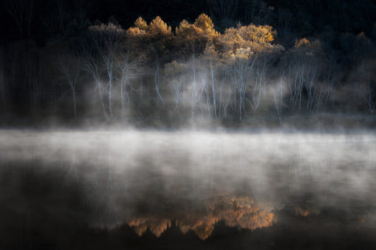 Mist and Light Woodland Wall Mural - 2397030