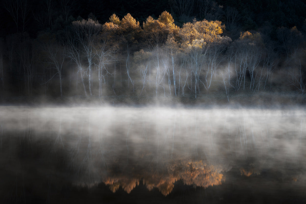 Mist and Light Woodland Wall Mural - 2397030