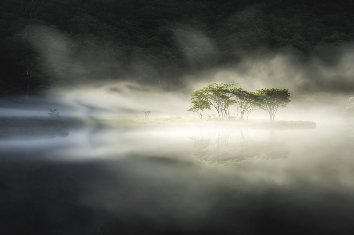 Misty Lake Woodland Wall Mural - 2221958