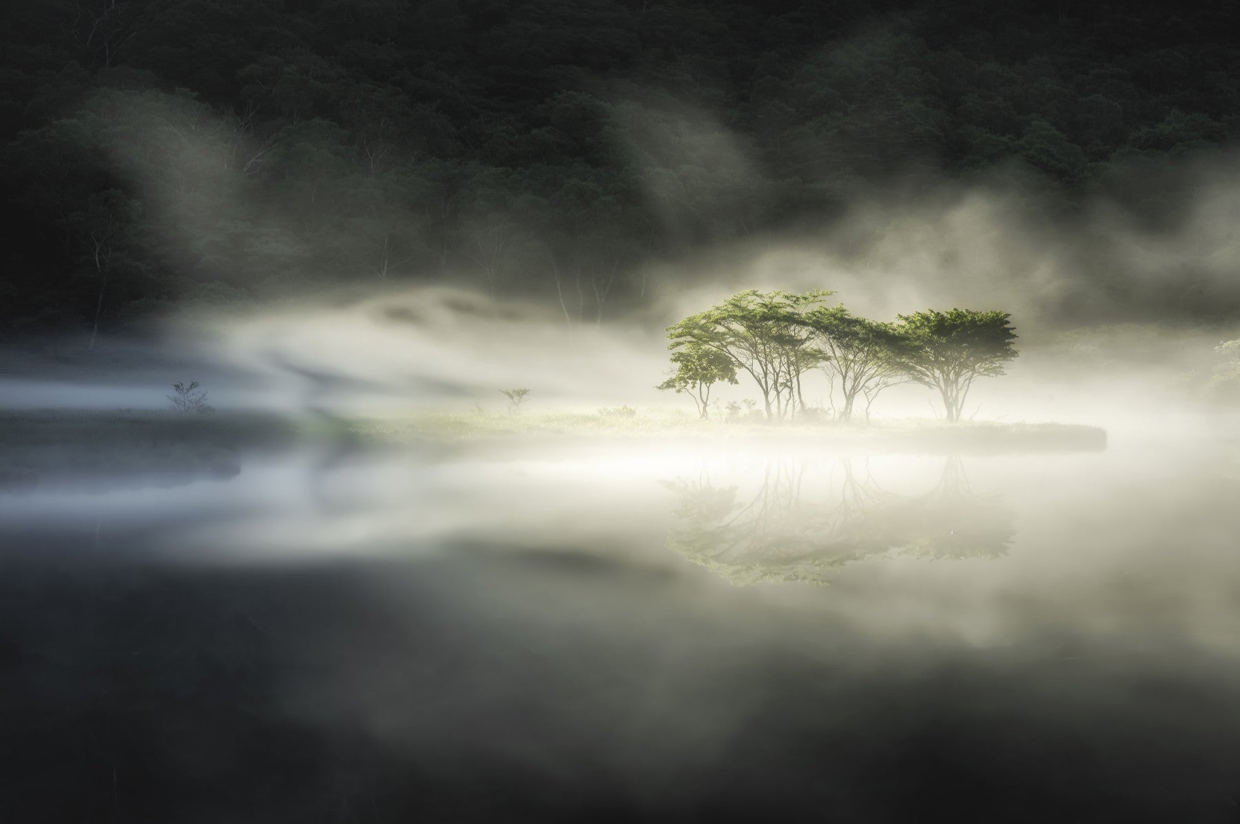 Misty Lake Woodland Wall Mural - 2221958