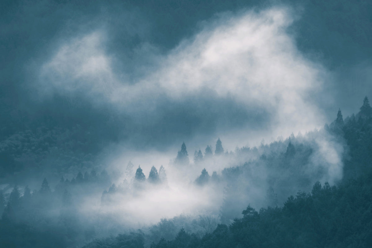 Indigo Woodland Sentinel Wall Mural - 2601226 in your room — zoomed